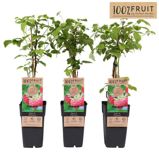 Rubus idaeus (Raspberry) 65cm 15cm Pot