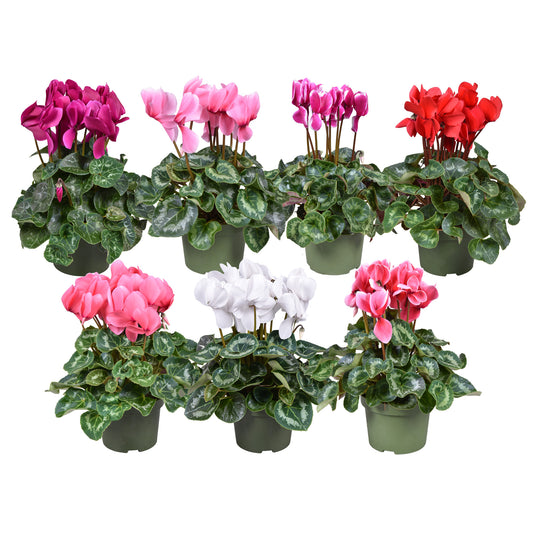 Cyclamen Leopardo mix 30cm 13cm Pot
