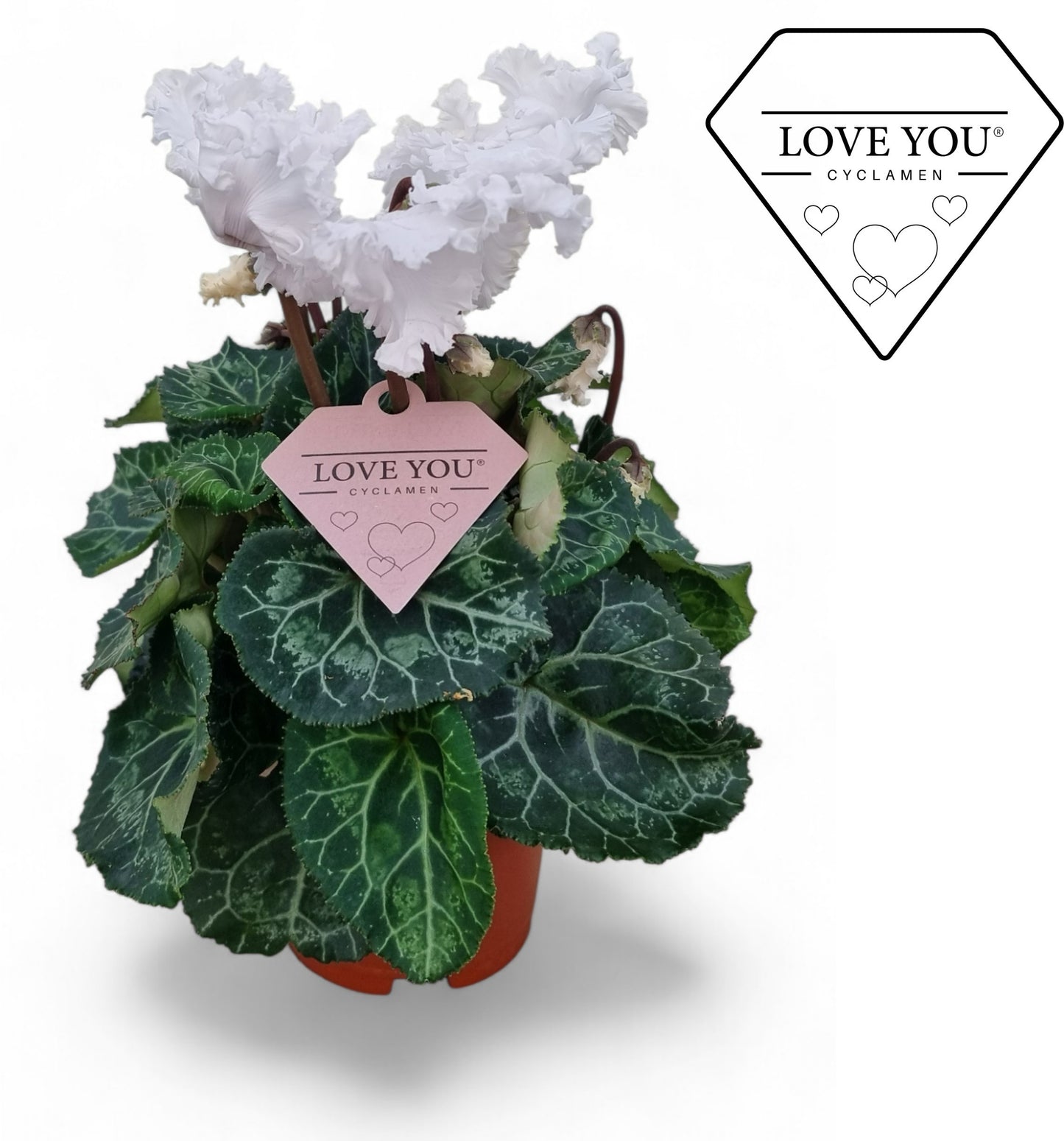 Cyclamen Merengue 20cm 10.5cm Pot