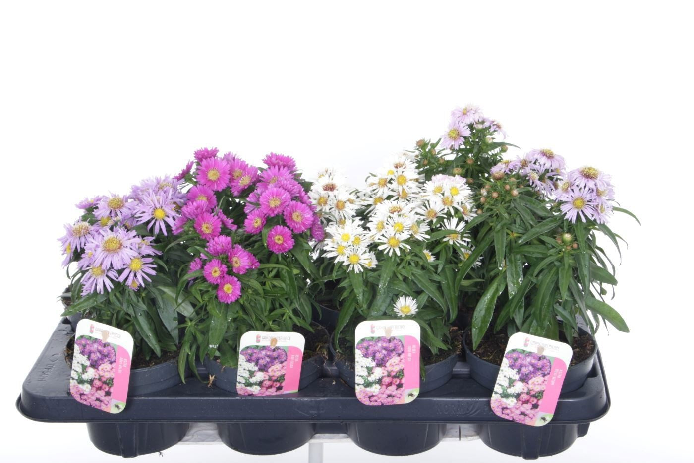 Aster nb. Magic mix trolley 20cm 13cm Pot