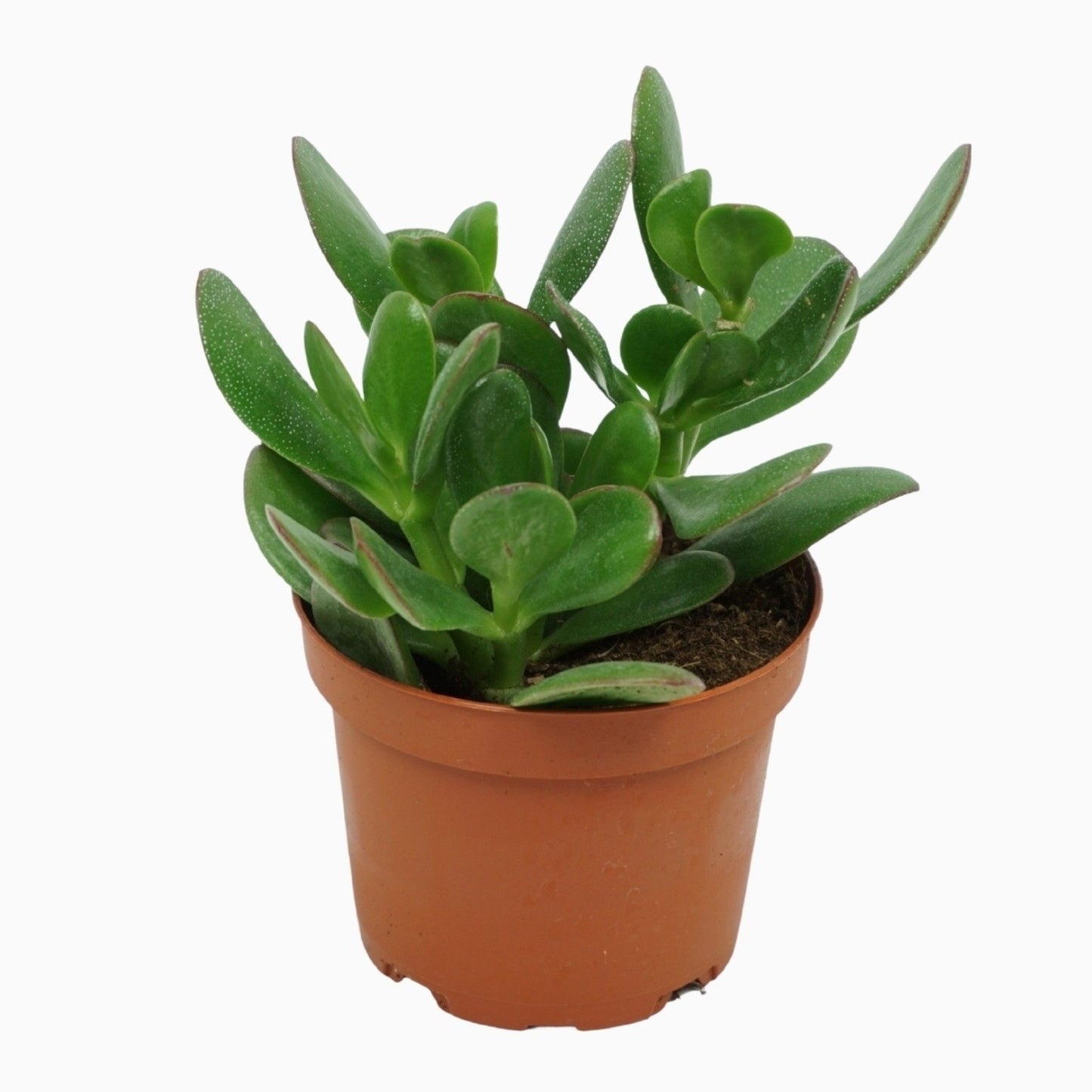 Crassula ovata 20cm 10.5cm Pot