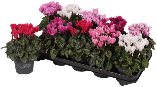 Cyclamen Verano mix 23cm 10.5cm Pot