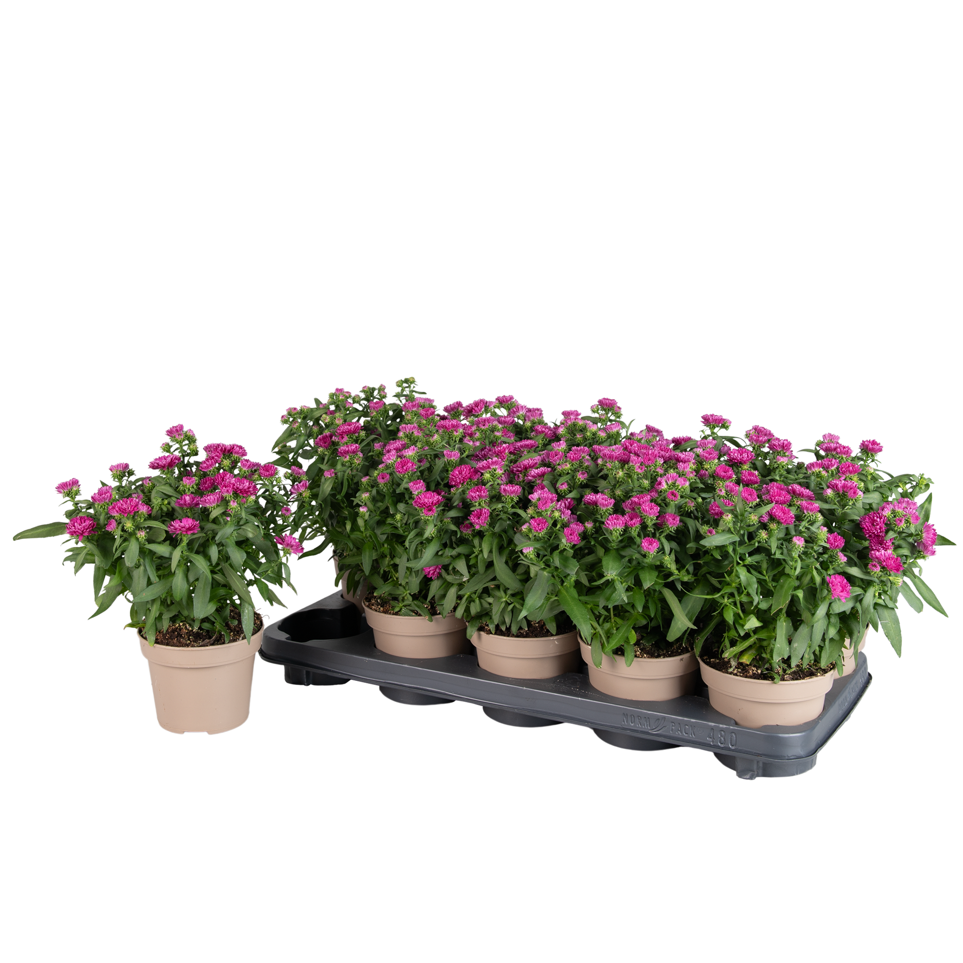 Aster nb. Showmakers Pretty Pink 28cm 12cm Pot