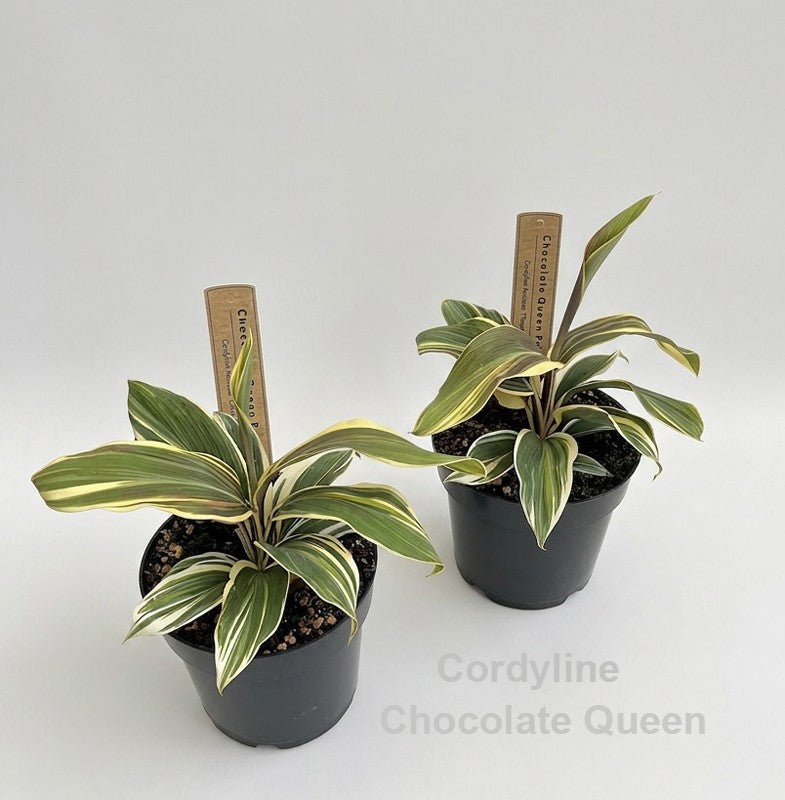 Cordyline frut. Chocolate Queen 25cm 14cm Pot