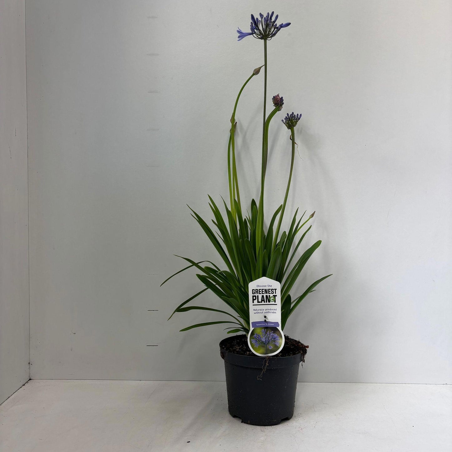 Agapanthus Dr. Brouwer 100cm 19cm Pot