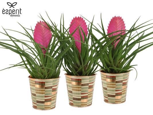 Tillandsia Vincent 30cm 9cm Pot