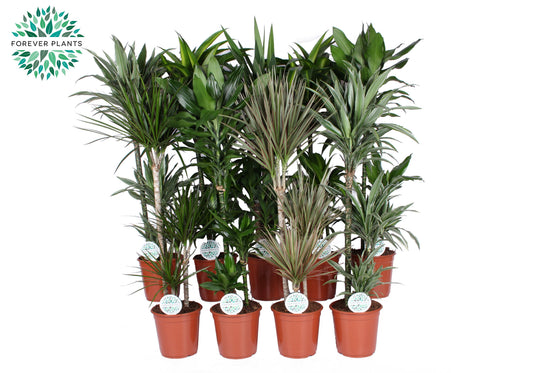 Foliage houseplants mix 120cm 24cm Pot