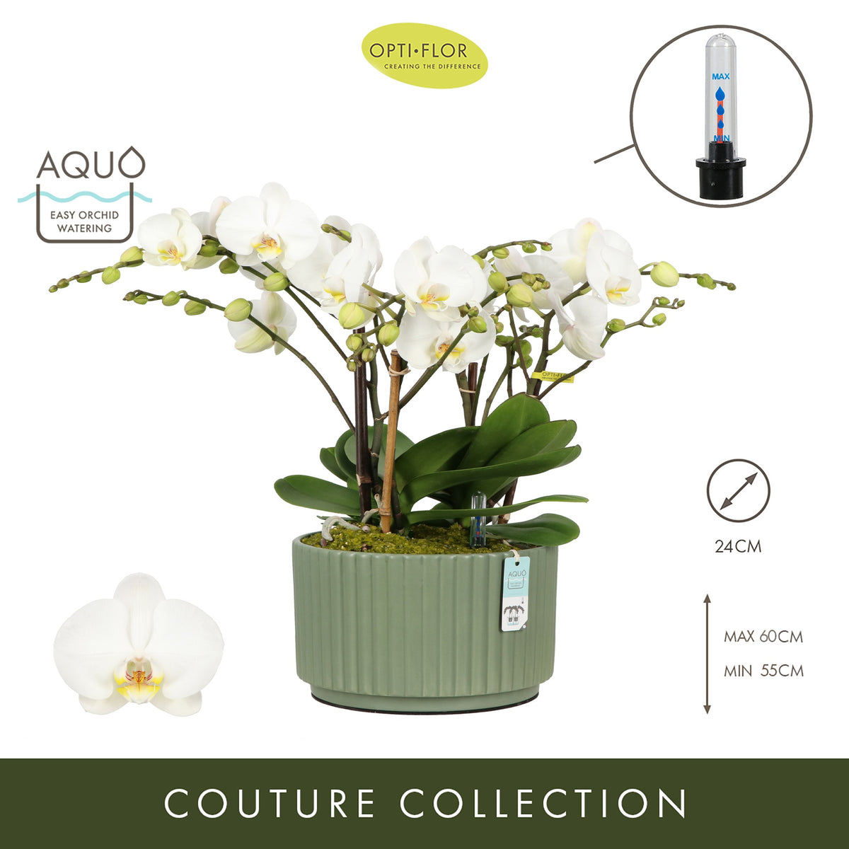 Phalaenopsis arrangement 24cm Pot