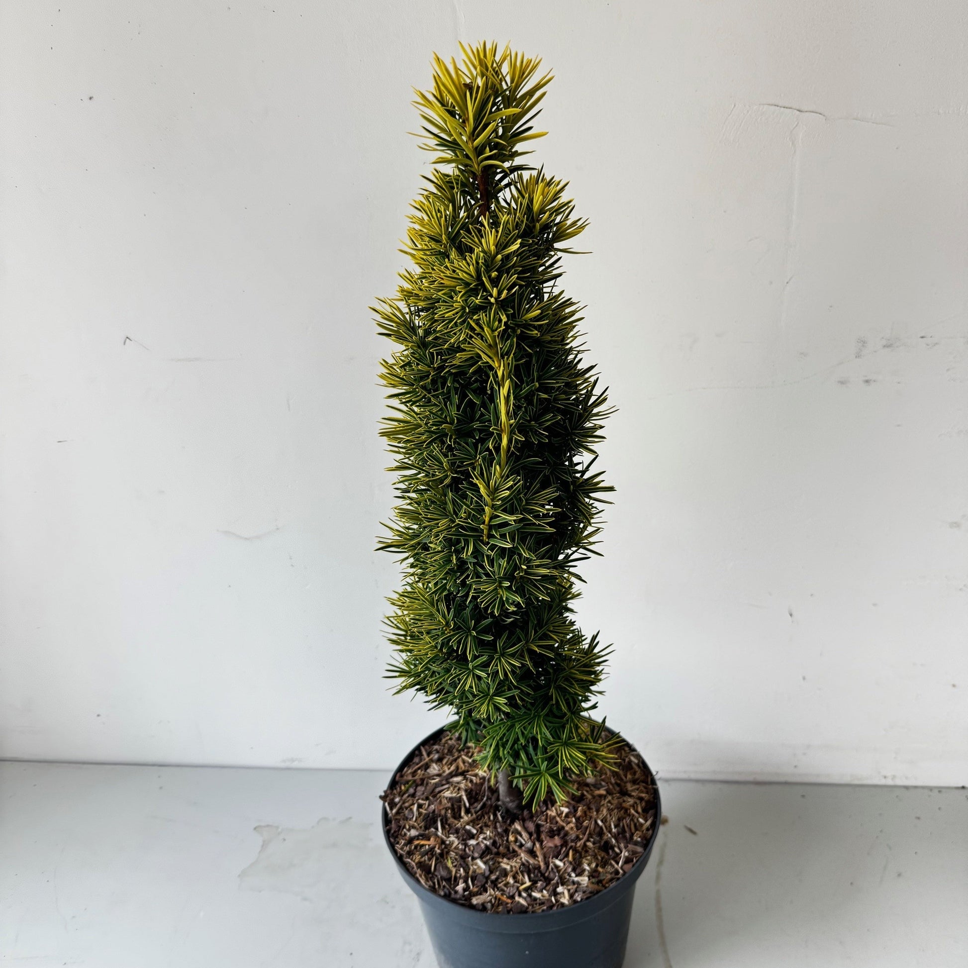Taxus baccata Standishii 40cm 23cm Pot