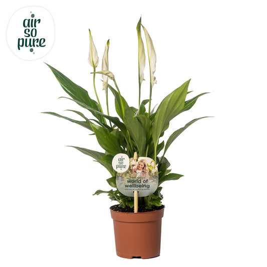 Spathiphyllum Pearl Cupido 35cm 9cm Pot