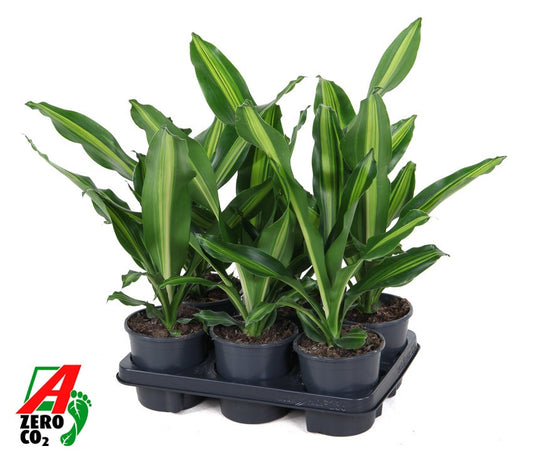 Dracaena fragrans Burley 40cm 13cm Pot