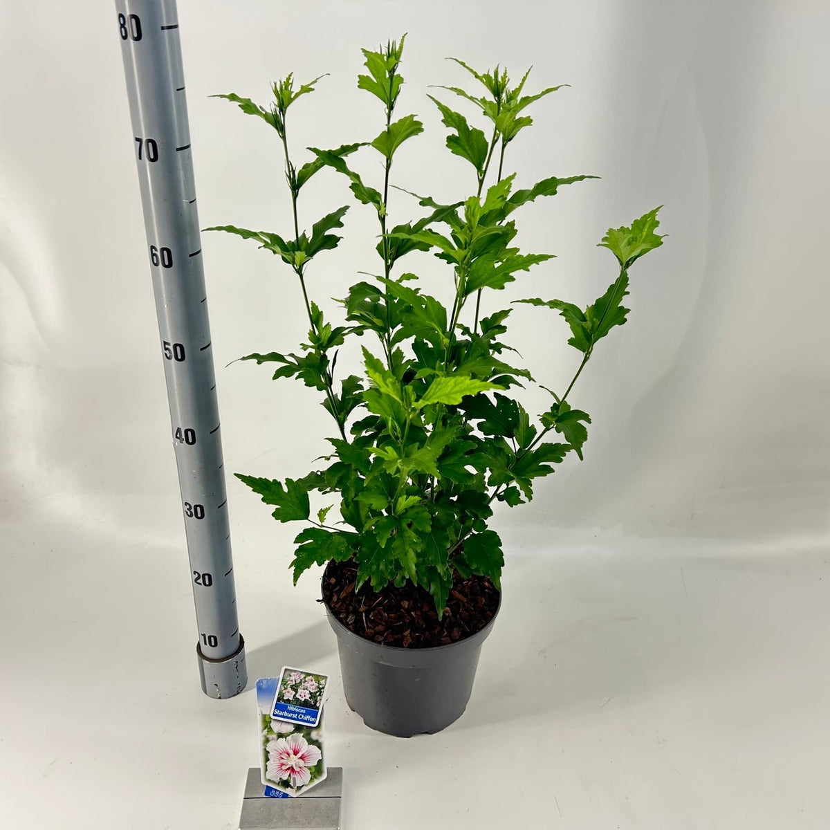 Hibiscus syriacus mix 65cm 23cm Pot