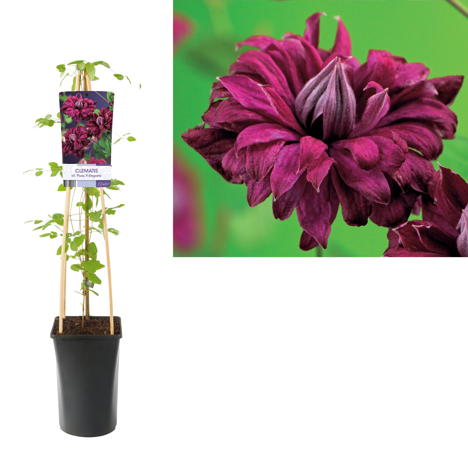 Clematis Plena Elegans 75cm 17cm Pot