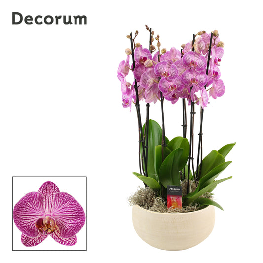 Phalaenopsis purple 65cm 27cm Pot
