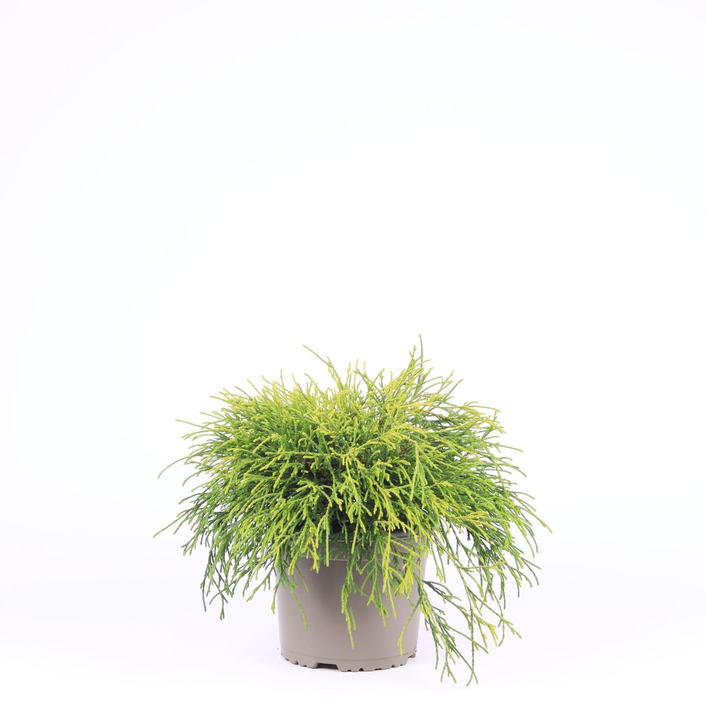 Chamaecyparis Sungold 25cm 17cm Pot