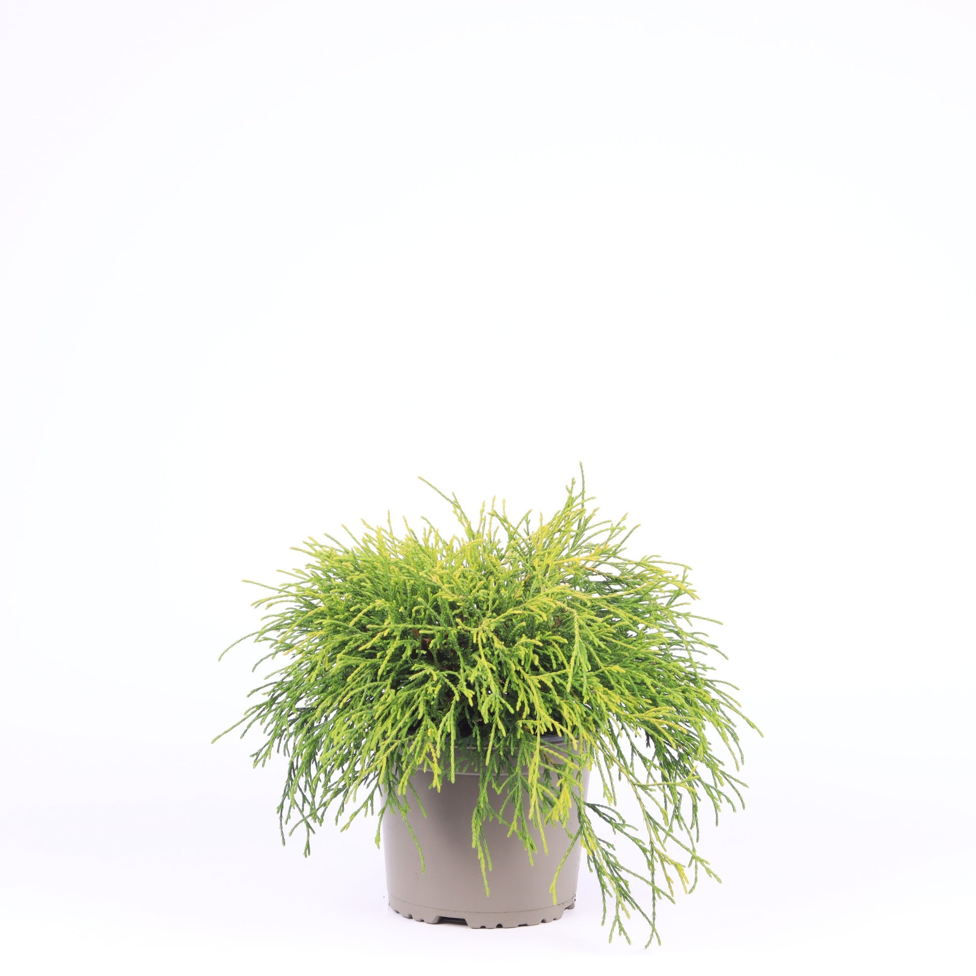 Chamaecyparis Sungold 25cm 17cm Pot