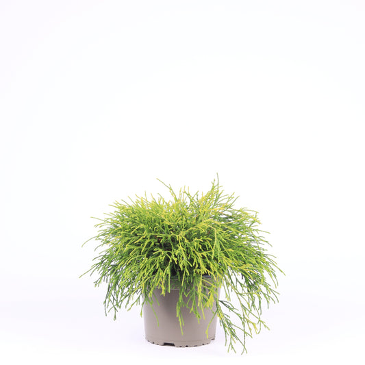 Chamaecyparis Sungold 25cm 17cm Pot
