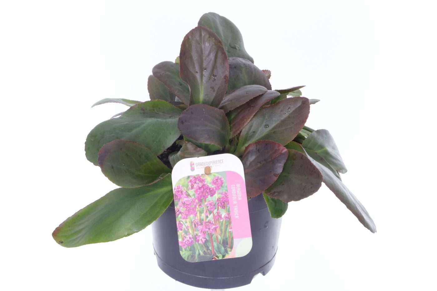 Bergenia cordifolia Eroica 25cm 17cm Pot