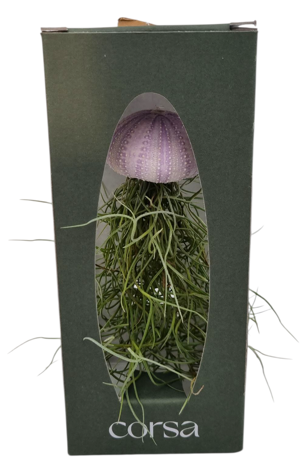 Tillandsia cyanea 9cm Pot