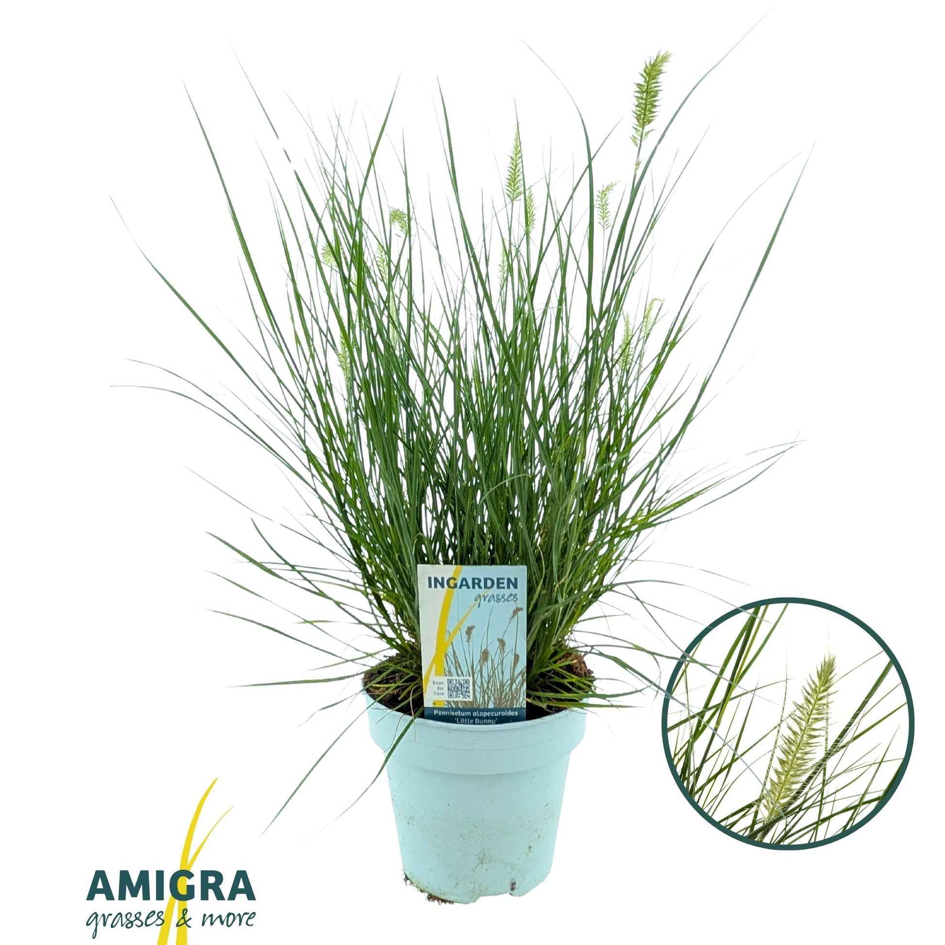 Pennisetum Little Bunny 45cm 15cm Pot