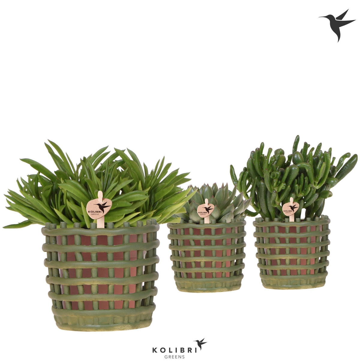 Succulent mix 26cm 12cm Pot