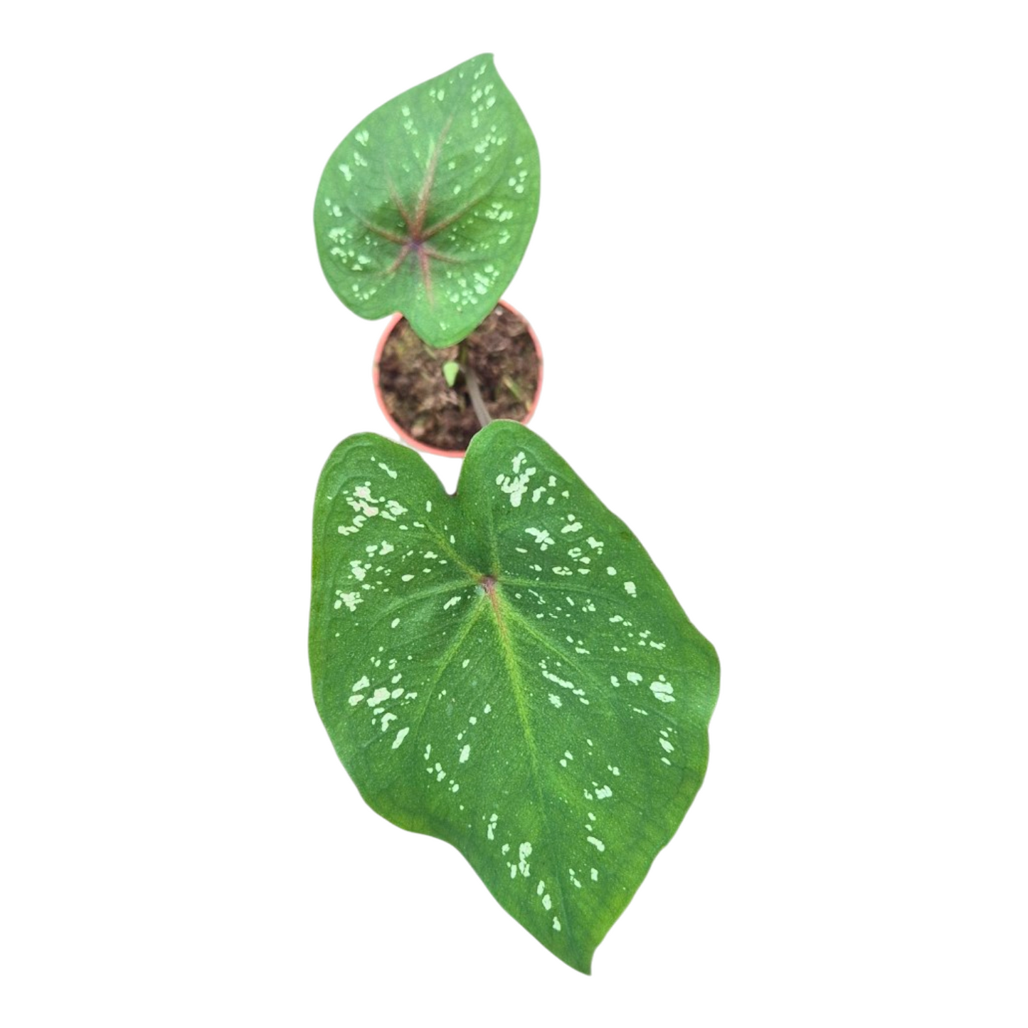 Caladium Carolyn Whorton 25cm 7cm Pot