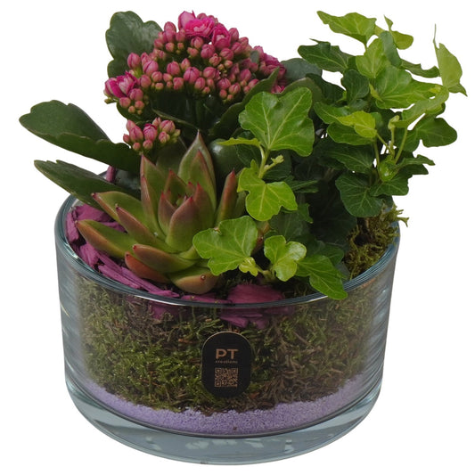 Indoor arrangement 16cm 14cm Pot