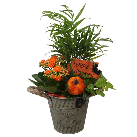 Indoor arrangement 32cm 12cm Pot