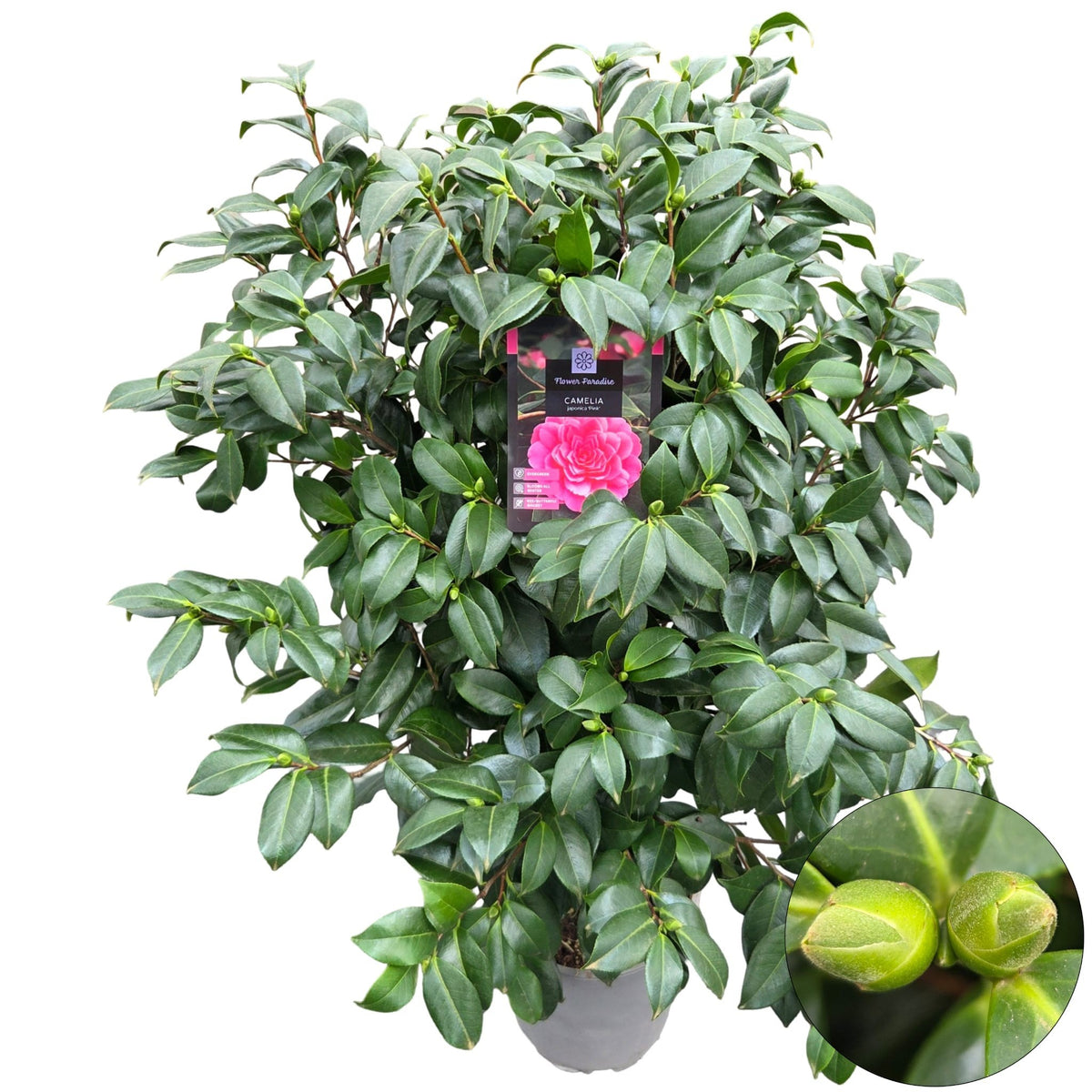 Camellia japonica 100cm 24cm Pot