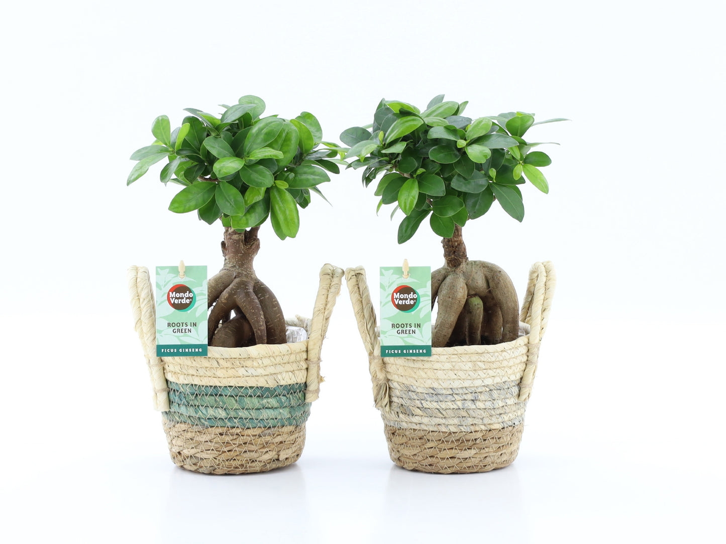 Ficus Ginseng 35cm 14cm Pot