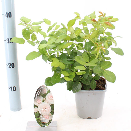 Rosa Hybrid 10cm 14cm Pot