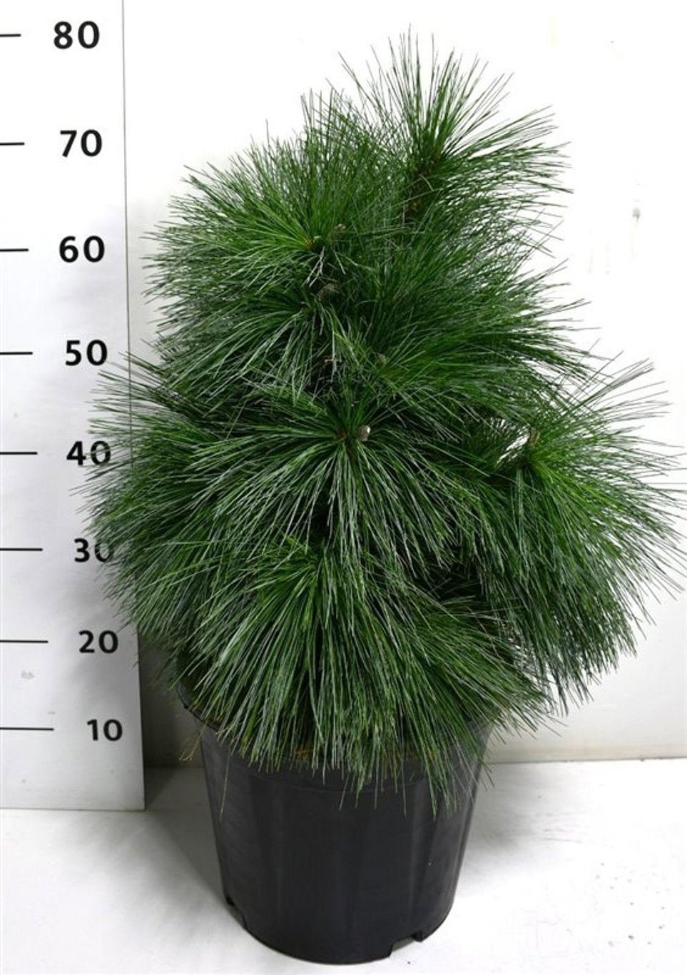Pinus thunbergii 75cm 32cm Pot
