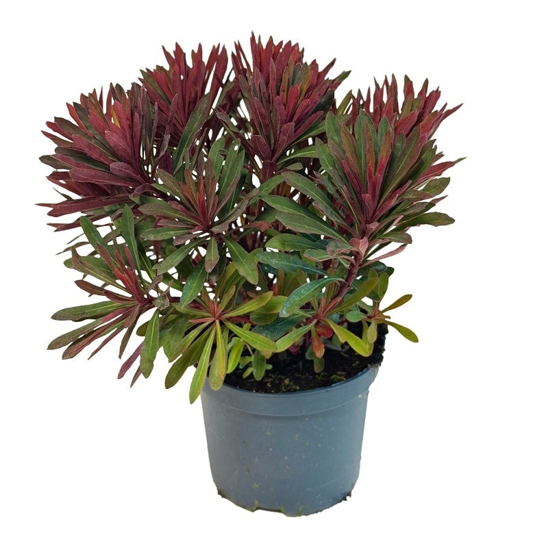 Euphorbia amy. Miner's Merlot 55cm 19cm Pot