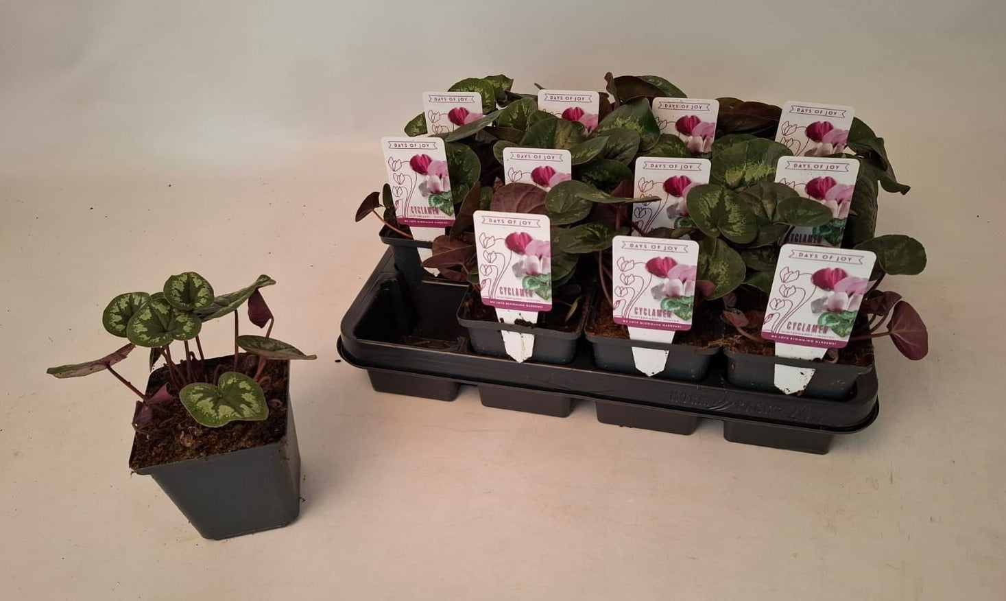 Cyclamen persicum 10cm 9cm Pot