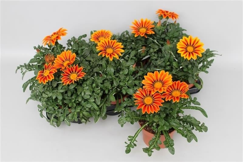 Gazania Big Kiss Yellow Flame 20cm 13cm Pot