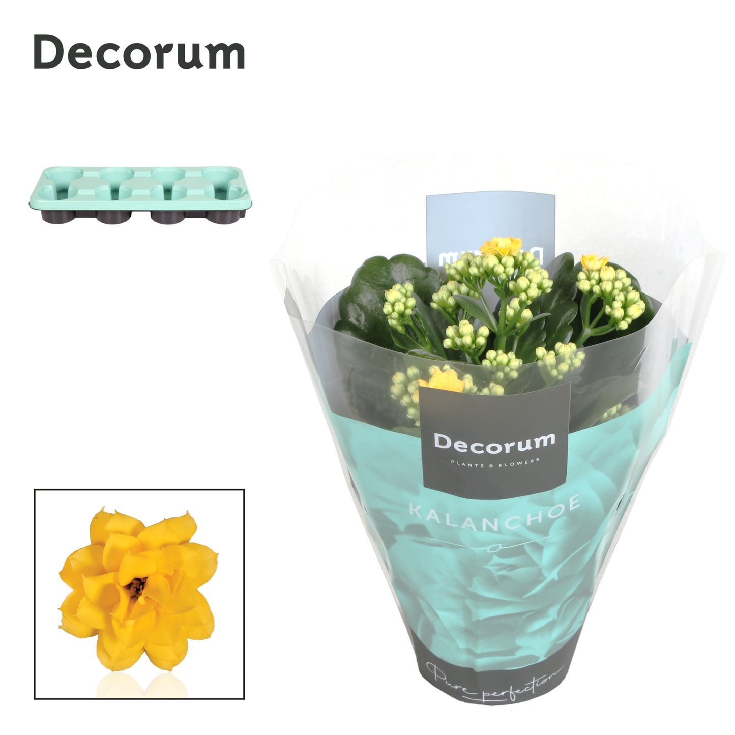 Kalanchoe yellow decorum 24cm 12cm Pot