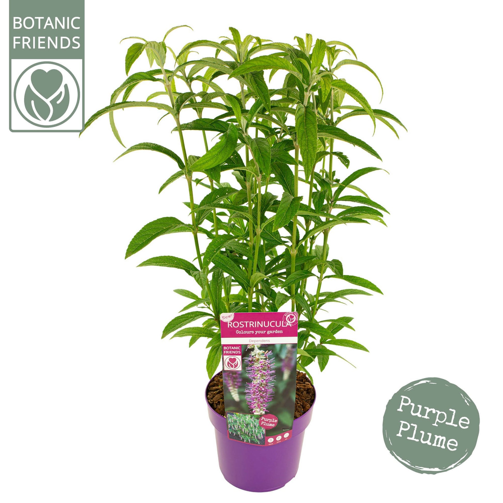 Rostrinucula dependens 60cm 19cm Pot