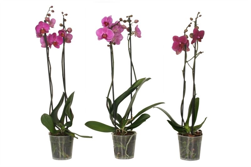 Logico Phalaenopsis purple Pack of 10