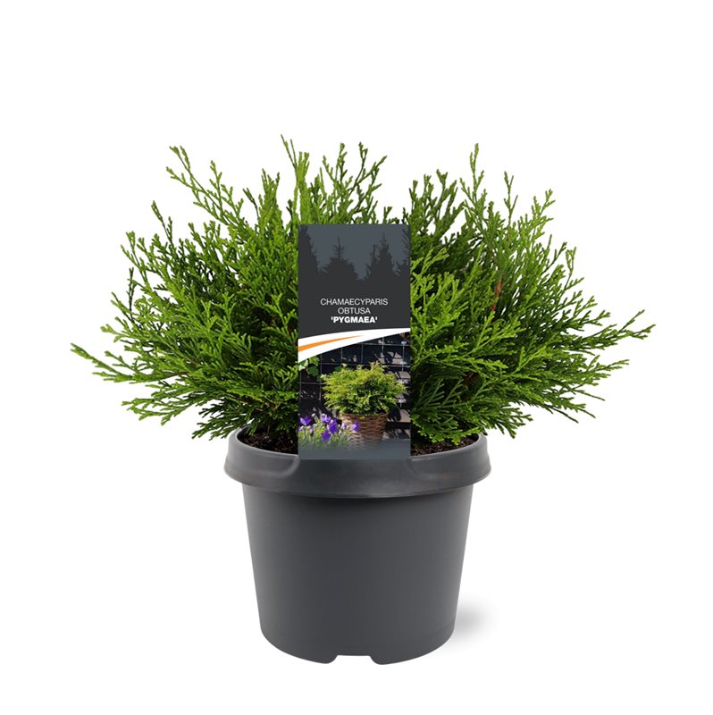 Chamaecyparis obtusa Pygmaea 25cm 19cm Pot
