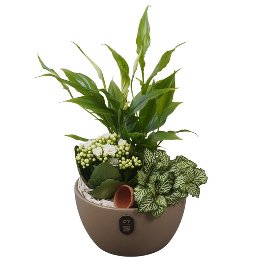Indoor arrangement 32cm 16cm Pot
