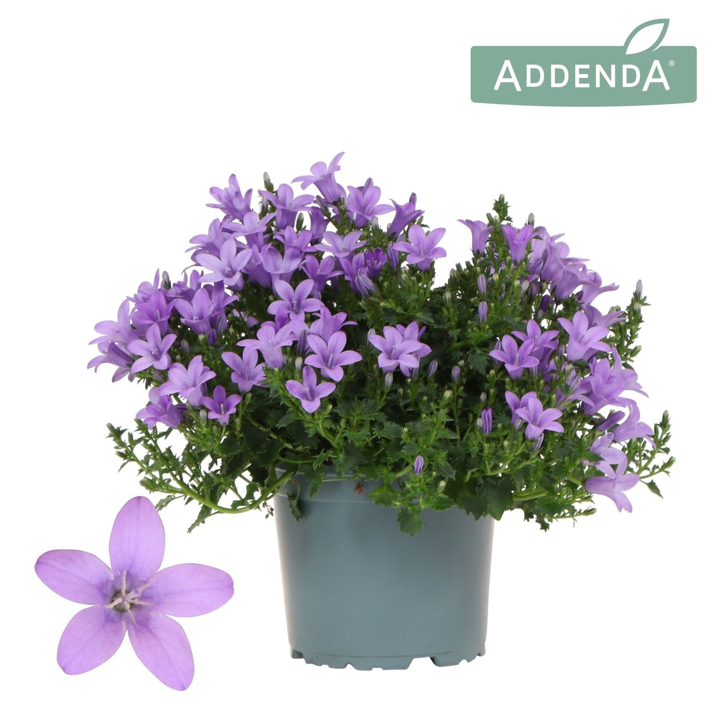 Campanula Ambella lavender 25cm 12cm Pot