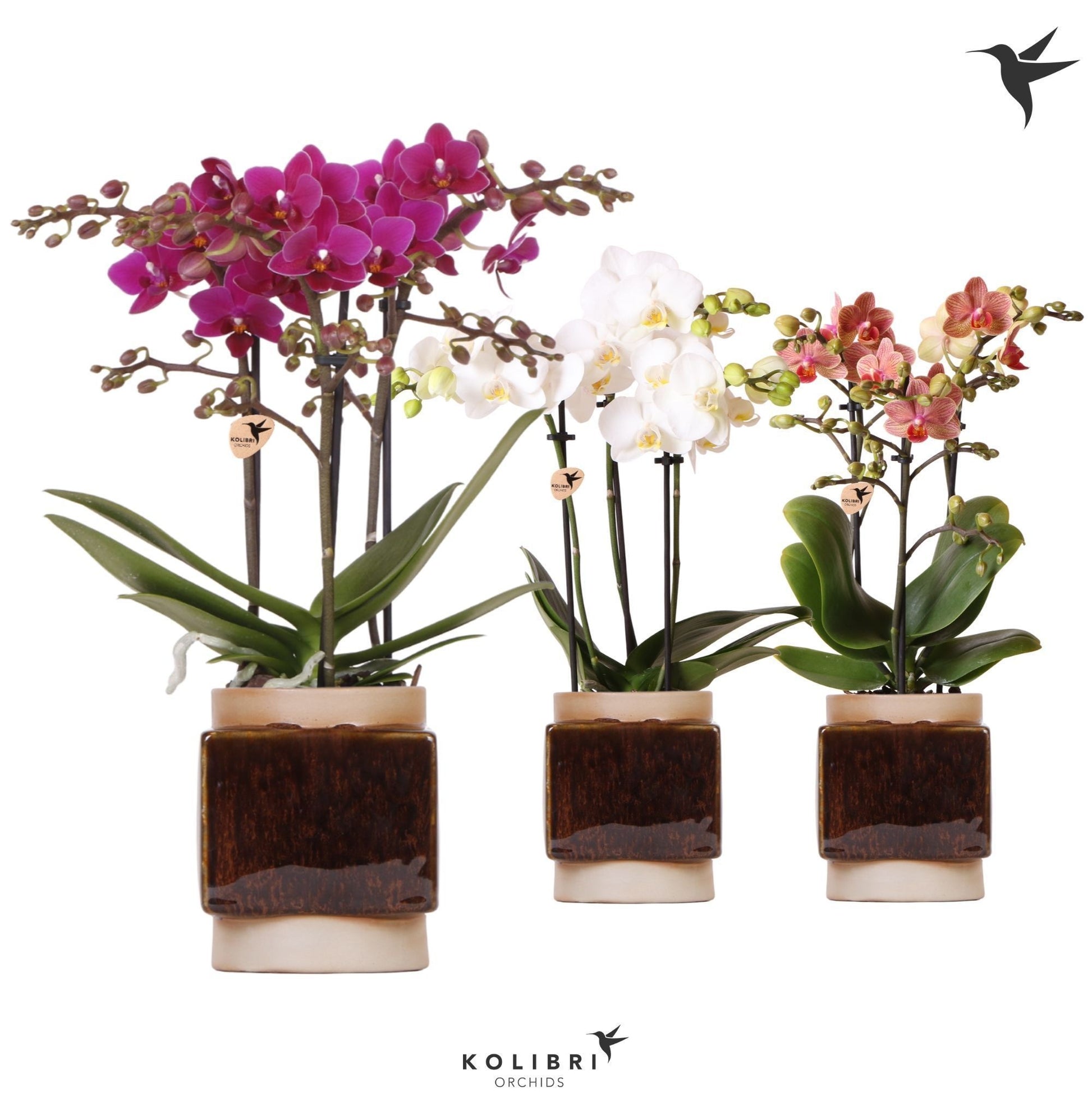 Kolibri Orchids Phalaenopsis mix 3 spike in Classy Cube pot 40cm 9cm Pot
