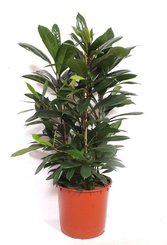 Ficus cyathistipula 150cm 34cm Pot
