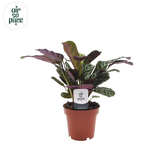 VDE plant BV Ctenanthe burle-marxii Pack of 10