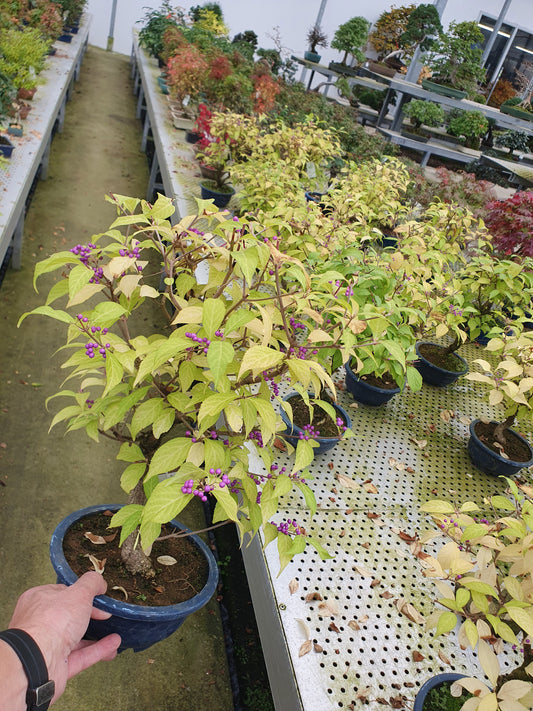 Callicarpa japonica 50cm 19cm Pot
