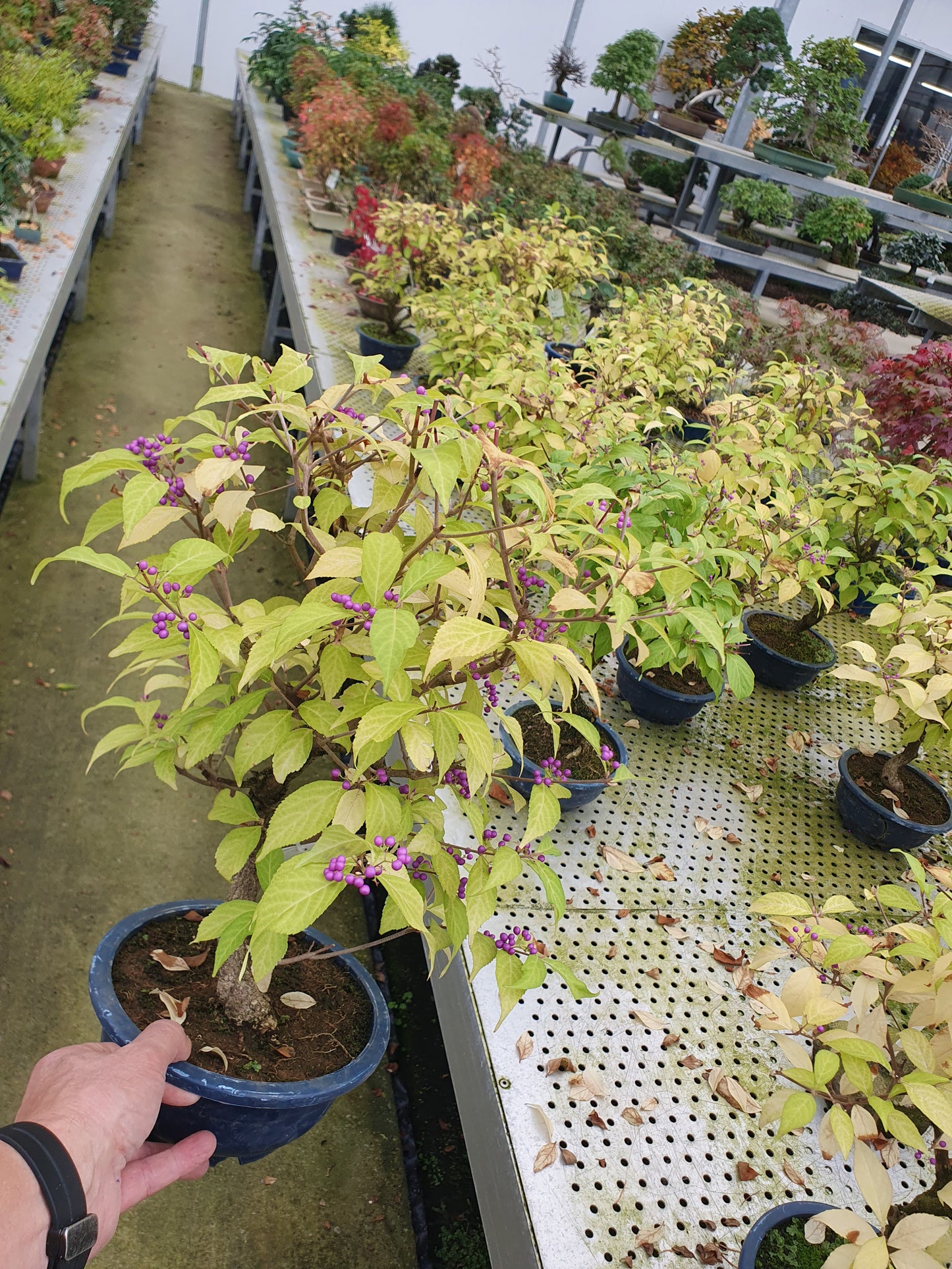 Callicarpa japonica 50cm 19cm Pot