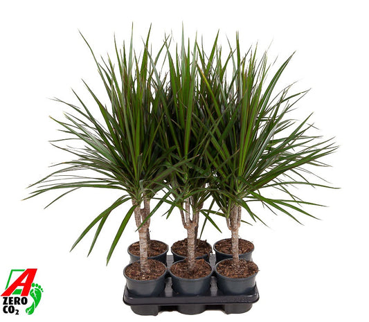 Dracaena marginata 60cm 13cm Pot