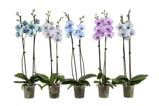 Phalaenopsis mix special 55cm 12cm Pot
