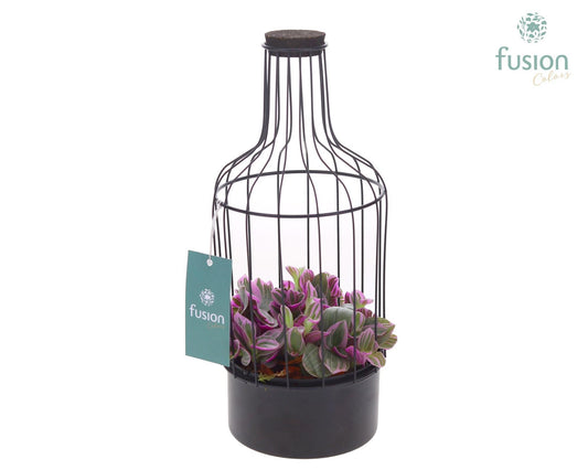 Metalen fles zwart klein met Tradescantia 29cm 13cm Pot