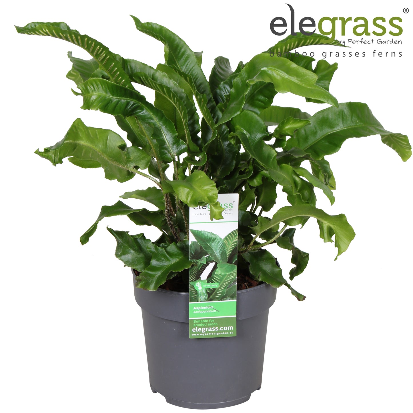 Asplenium scolopendrium 35cm 14cm Pot